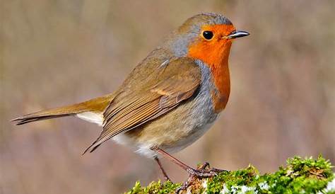 Heimische Singvögel: Vögel - Voegel - Natur - Planet Wissen