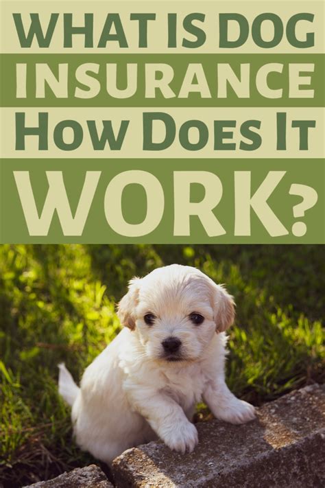 Brauchen Sie eine Krankenversicherung für Ihren Hund?