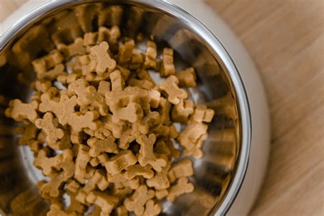 8 Tips for Choosing Healthy Dog Food for Puppies Angell Petco