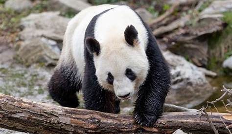 Rote Pandas (Kleine Pandas) im WWF-Artenlexikon