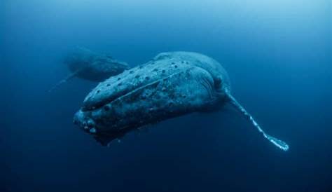 Meeresakrobaten | Es gibt wieder viele Buckelwale