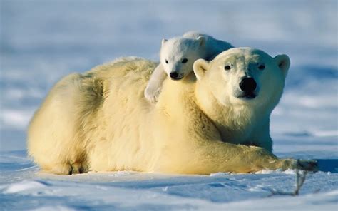 wie groß werden eisbären