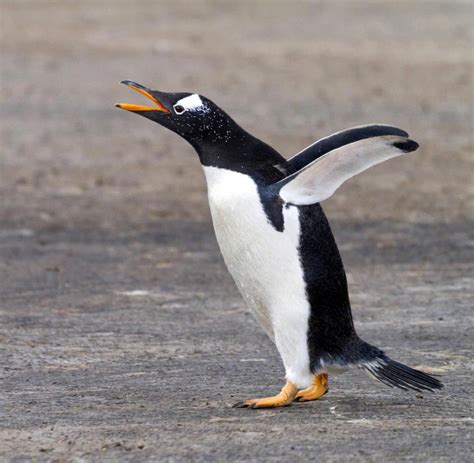 wie schnell ist ein pinguin