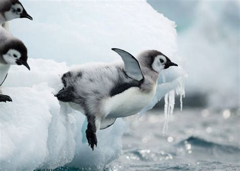 wie schnell sind pinguine
