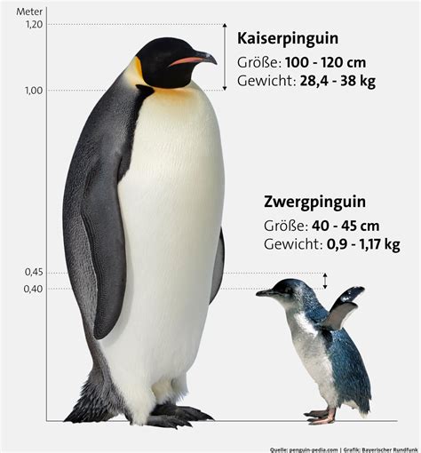 wie schwer werden pinguine