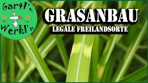 wie viele gras sorten gibt es