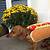 wiener dog in hotdog costume