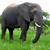 wild animals videos elephant