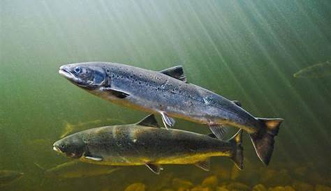 Wild Atlantic Salmon Return to Connecticut River | Al Jazeera America