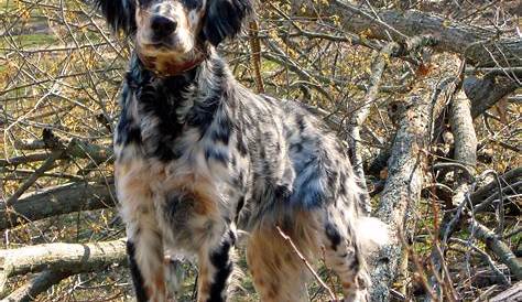 15 Reasons English Setters Are Not The Friendly Dogs Everyone Says They