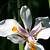 wild iris floral