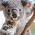 wild life sydney zoo australia