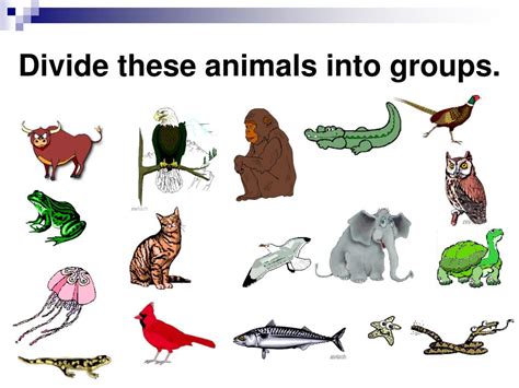 wild animals are commonly divided into groups