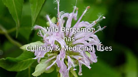 wild bergamot health effects