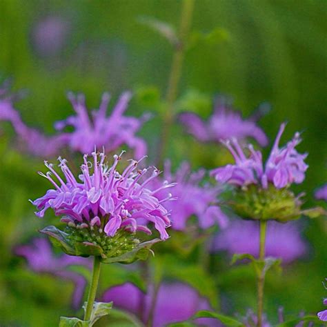 wild bergamot plants for sale