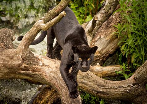 wild black panthers in florida