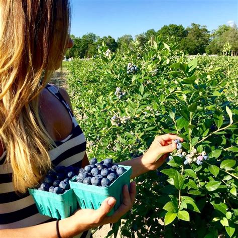 wild blueberry picking near ottawa