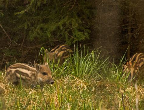 wild boar Sweden