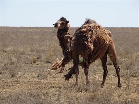 wild camels in the usa