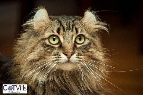 wild cat with curled ears