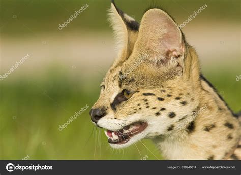 Wild Cat With Dots