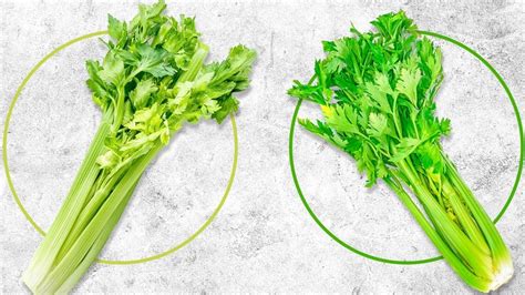 Wild Celery Vs Celery
