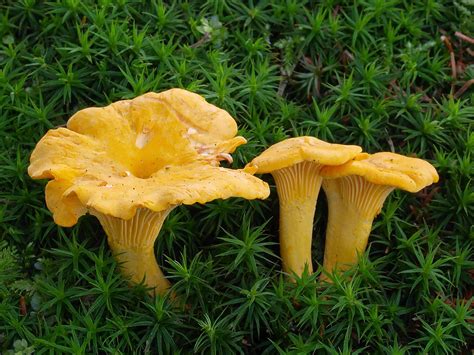 Wild Chanterelles
