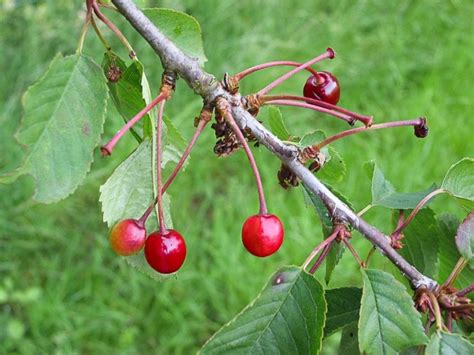 wild cherries