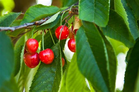 wild cherries 5