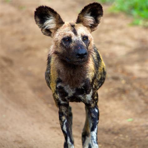 Everything You Need To Know About Wild Dogs