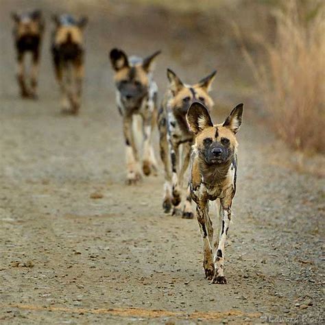 Wild Dogs Pack