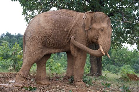 wild elephants in madhya pradesh