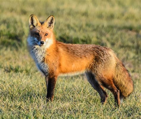 Wild Fox Images