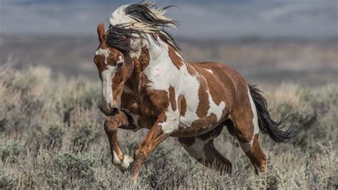 wild horse of the western us
