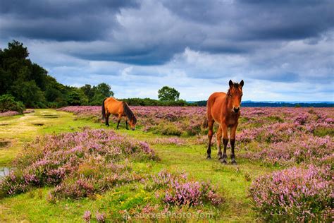 wild horses new forest