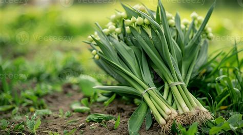 Wild Leeks Foraged
