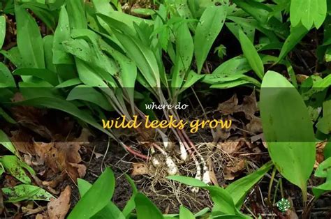 Wild Leeks Growing Zone