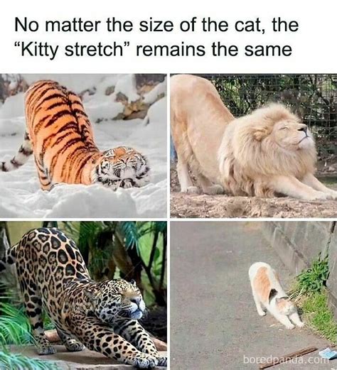 Call Of The Wild memes