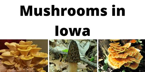 wild mushrooms in iowa you can eat