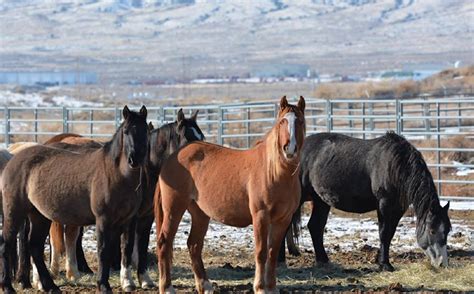 wild mustangs for sale or adoption