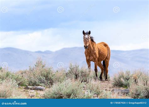 wild mustangs reno nv