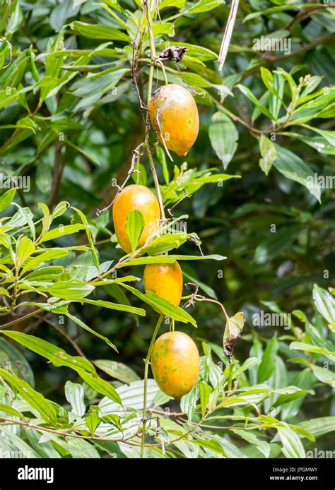 wild passion fruit vine