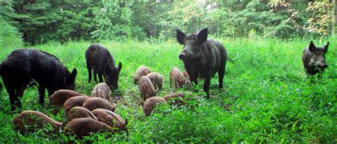 wild pig hunting in washington state