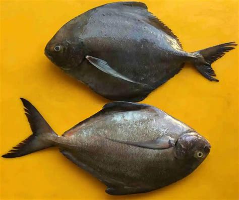 Wild Pomfret Fish