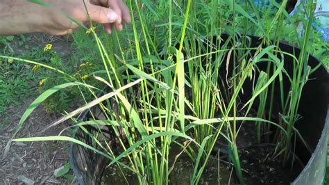 Wild Rice Growing Conditions