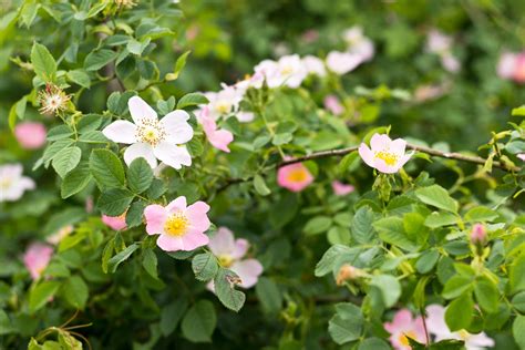 Secrets of Wild Roses Revealed