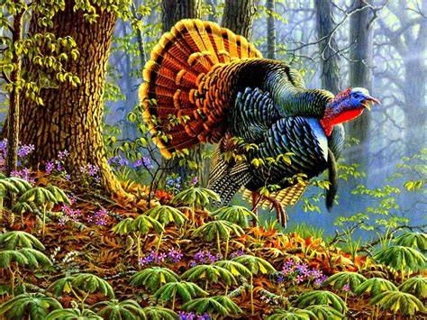 Eastern Wild Turkey Wallpaper (59+ images)