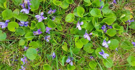 wild violets in grass