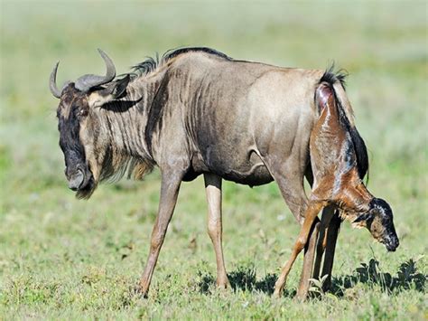 wildebeest calving