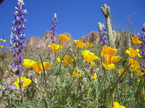 wildflower blooms in arizona